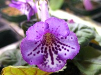 Sinningia 'Ozark Jazzy Blue' Sinningia 'Ozark Jazzy Blue'